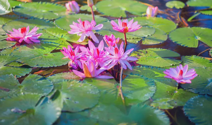 Hunguest Hotel Panorma Hvz