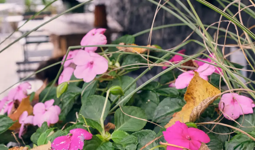 Neptun Badacsony Badacsony